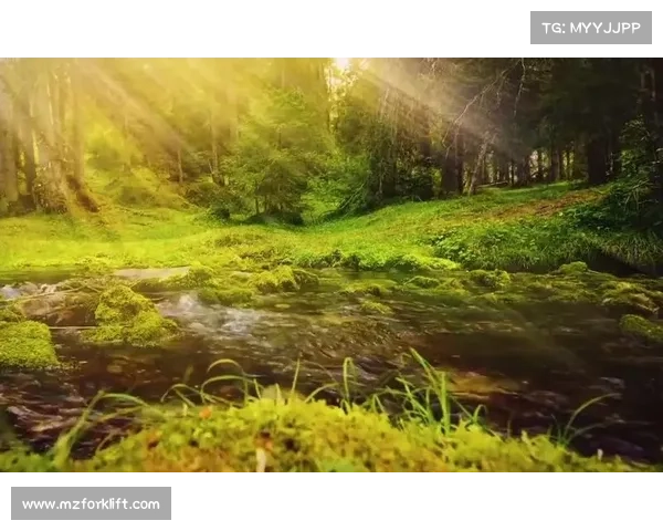 在神秘荧光森林中冥想的七大益处让身心灵焕发新生